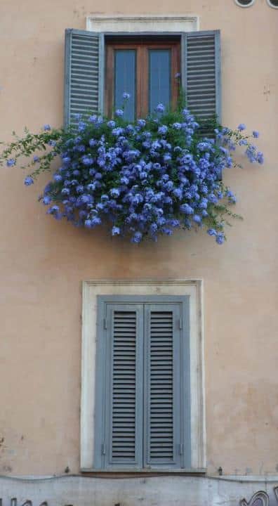 blue shutters on tan home with purple flowers in the window