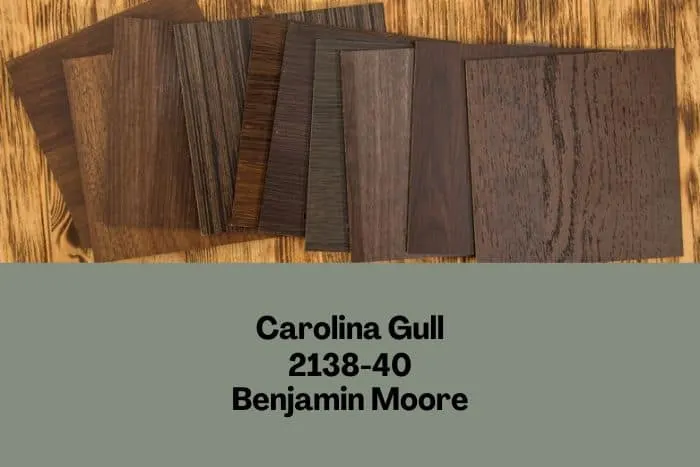 Carolina Gull with dark wood