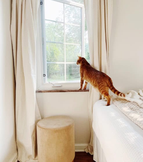 room with cat in window