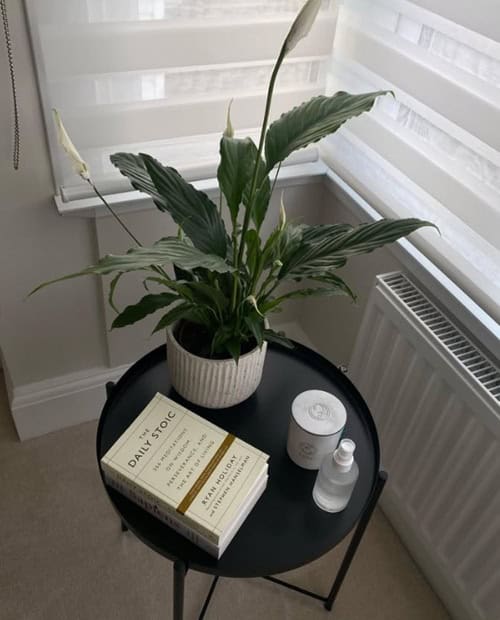 plant on black stand